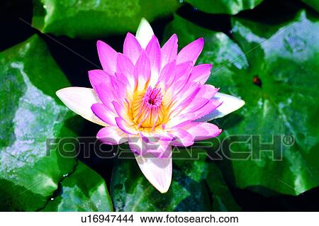 lotus, flower, plant, nature, flowers, Flowers Romance View Large Photo Image Picture - lotus, flower, plant, nature, flowers, Flowers Romance. Fotosearch