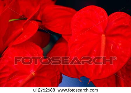 Stock Photo - nature, flamingoes, Flowers Romance, flower, flamingo, flowers. Fotosearch