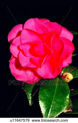 Stock Photo - nature, flower, flowers, Flowers Romance, rose, roses. Fotosearch
