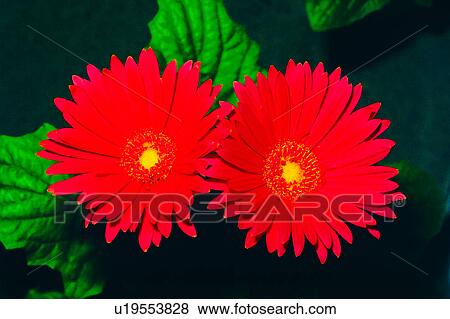 Stock Photo - nature, flower, flowers, Flowers Romance, plant, chrysanthemum. Fotosearch