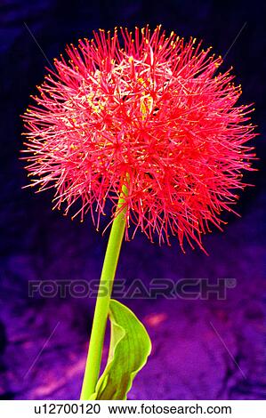 Stock Image - nature, flower, Flowers Romance, plant, flowers. Fotosearch