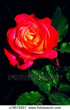 nature, flower, Flowers Romance, plant, flowers, roses View Large Photo Image Stock Image - nature, flower, Flowers Romance, plant, flowers, roses. Fotosearch