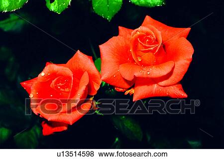 Stock Photo - nature, flower, Flowers Romance, plant, rose, flowers. Fotosearch