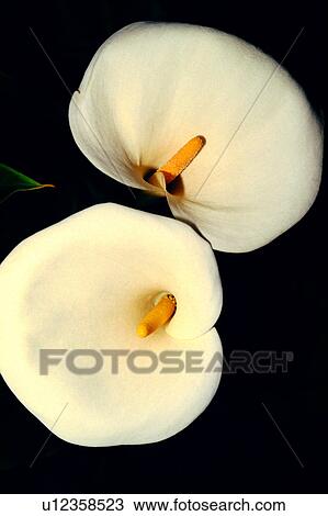 nature, flowers, flower, plant, Flowers Romance View Large Photo Image Stock Image - nature, flowers, flower, plant, Flowers Romance. Fotosearch
