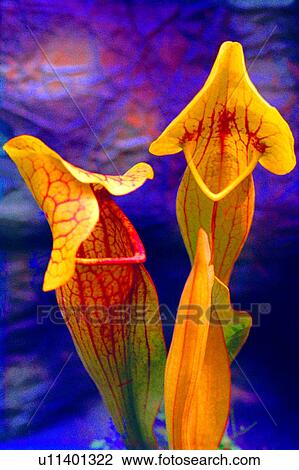 nature, flowers, plant, flower, Flowers Romance View Large Photo Image Stock Image - nature, flowers, plant, flower, Flowers Romance. Fotosearch