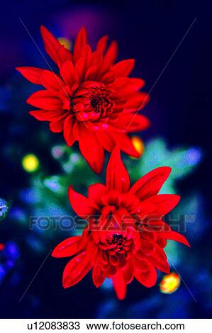 nature, flowers, plant, Flowers Romance, flower View Large Photo Image Stock Image - nature, flowers, plant, Flowers Romance, flower. Fotosearch