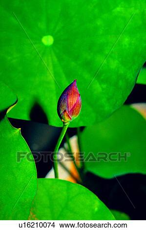 Picture - nature, Flowers Romance, flowers, lotuses, plant, flower, lotus. Fotosearch