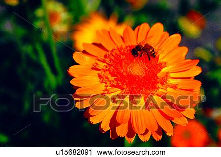 Stock Image - nature, plant, flower, Flowers Romance, flowers, chrysanthemum. Fotosearch