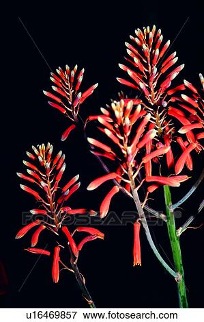Stock Photo - nature, plant, flowers, Flowers Romance, flower. Fotosearch