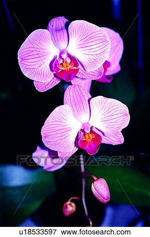 orchid, Flowers Romance, plant, flowers, flower, orchids View Large Photo Image Stock Photo - orchid, Flowers Romance, plant, flowers, flower, orchids. Fotosearch