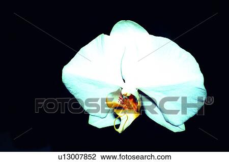 orchid, plant, Flowers Romance, nature, flowers, flower View Large Photo Image Stock Image - orchid, plant, Flowers Romance, nature, flowers, flower. Fotosearch