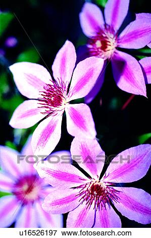 Stock Photo - orchids, plant, Flowers Romance, nature, flowers, orchid. Fotosearch