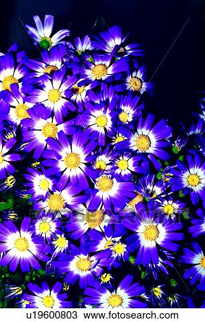Stock Image - plant, flower, flowers, Flowers Romance, nature. Fotosearch