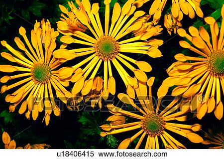plant, flower, flowers, nature, Flowers Romance View Large Photo Image Stock Photography - plant, flower, flowers, nature, Flowers Romance. Fotosearch