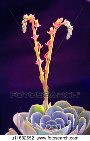 plant, flower, Flowers Romance, flowers, nature View Large Photo Image Stock Image - plant, flower, Flowers Romance, flowers, nature. Fotosearch