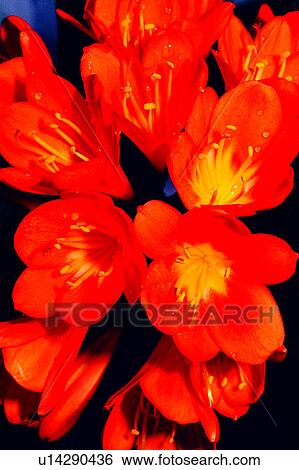Stock Photograph - plant, flower, nature, Flowers Romance, flowers. Fotosearch