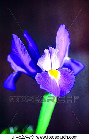 Stock Photo - plant, flowers, nature, flower, orchid, Flowers Romance. Fotosearch
