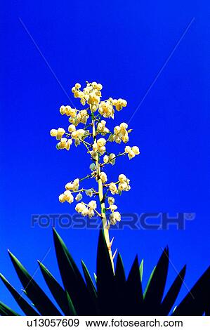 Stock Photo - plant, flowers, nature, Flowers Romance, flower. Fotosearch