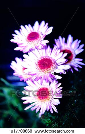 Stock Photo - plant, flowers, nature, Flowers Romance, flower, chrysanthemum. Fotosearch