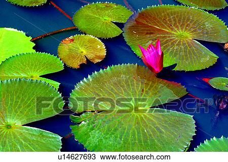 plant, Flowers Romance, flower, lotus, lotuses, nature View Large Photo Image Stock Image - plant, Flowers Romance, flower, lotus, lotuses, nature. Fotosearch