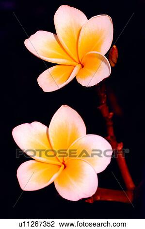 Stock Image - plant, Flowers Romance, flower, flowers, nature. Fotosearch