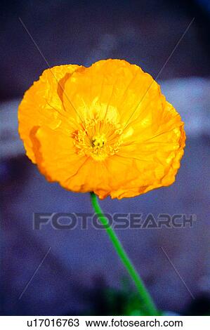 plant, Flowers Romance, flower, flowers, nature View Large Photo Image Stock Image - plant, Flowers Romance, flower, flowers, nature. Fotosearch