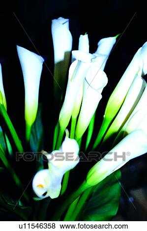 Stock Photo - plant, Flowers Romance, flowers, nature, flower. Fotosearch