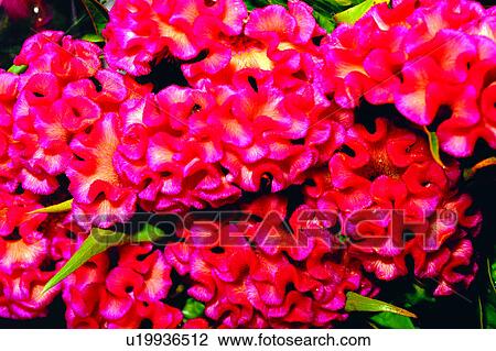 Stock Image - plant, Flowers Romance, nature, flower, flowers. Fotosearch