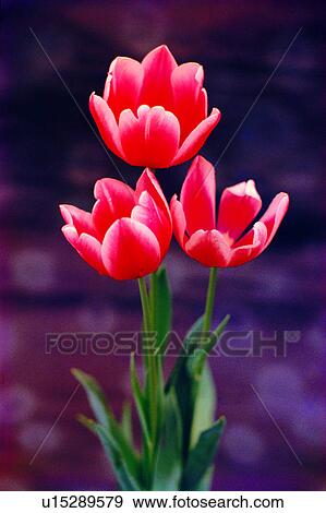 Stock Photo - plant, nature, flowers, flower, Flowers Romance, tulip. Fotosearch