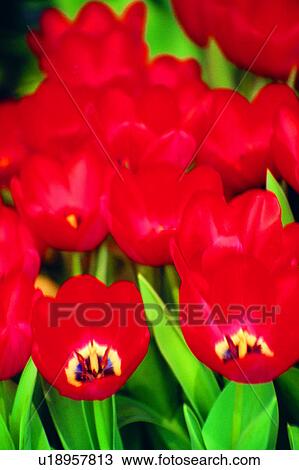 tulip, nature, plant, flower, tulips, flowers View Large Photo Image Stock Image - tulip, nature, plant, flower, tulips, flowers. Fotosearch