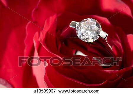 Stock Photo - Engagement ring in rose. Fotosearch