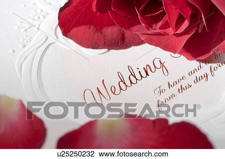 Roses on wedding invitation View Large Photo Image Stock Image - Roses on wedding invitation. Fotosearch