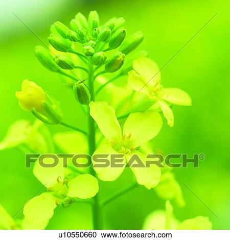 blossom, Blossoms, plant, flower, plants, flowers View Large Photo Image Stock Image - blossom, Blossoms, plant, flower, plants, flowers. Fotosearch