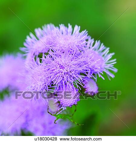 blossom, Blossoms, plants, flowers, plant, flower View Large Photo Image Stock Photo - blossom, Blossoms, plants, flowers, plant, flower. Fotosearch
