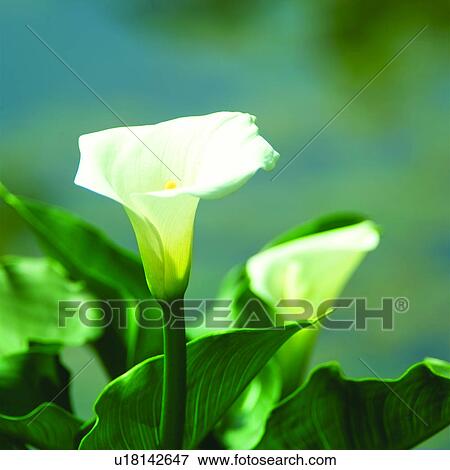 blossom, calla lily, flowers, calla lilies, plants, plant, flower View Large Photo Image Stock Photo - blossom, calla lily, flowers, calla lilies, plants, plant, flower. Fotosearch