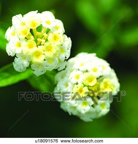 blossom, flower, Blossoms, flowers, plants, plant View Large Photo Image Stock Photograph - blossom, flower, Blossoms, flowers, plants, plant. Fotosearch