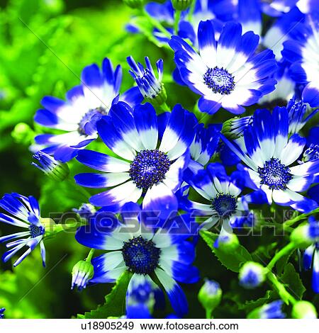 Stock Photo - blossom, flower, plants, Blossoms, plant, flowers. Fotosearch