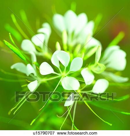 blossom, flower, plants, plant, Blossoms, flowers View Large Photo Image Stock Photo - blossom, flower, plants, plant, Blossoms, flowers. Fotosearch
