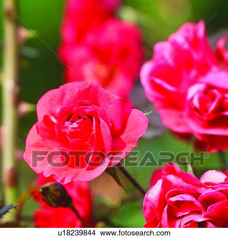 blossom, flowers, red, Blossoms, plant, roses View Large Photo Image Picture - blossom, flowers, red, Blossoms, plant, roses. Fotosearch