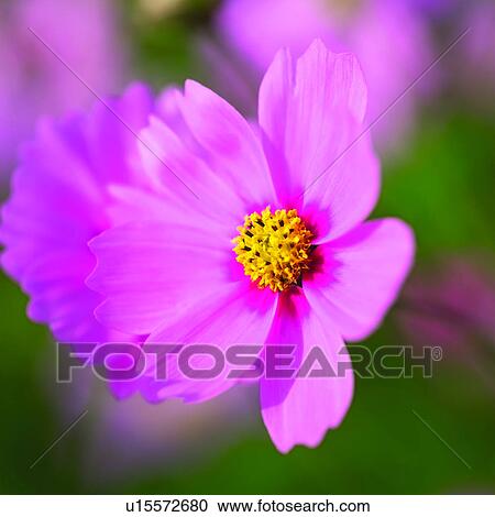 blossom, plant, Blossoms, flowers, cosmoses, flower, plants View Large Photo Image Stock Image - blossom, plant, Blossoms, flowers, cosmoses, flower, plants. Fotosearch