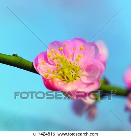 blossom, plant, plants, flower, cherry blossom, flowers View Large Photo Image Stock Photography - blossom, plant, plants, flower, cherry blossom, flowers. Fotosearch