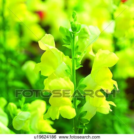 blossom, plants, flower, plant, flowers, Blossoms View Large Photo Image Stock Photograph - blossom, plants, flower, plant, flowers, Blossoms. Fotosearch