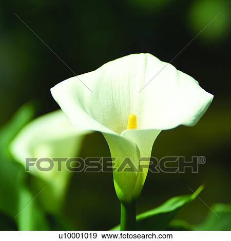 Stock Photo - blossom, plants, plant, calla lily, angiosperm, flowers. Fotosearch