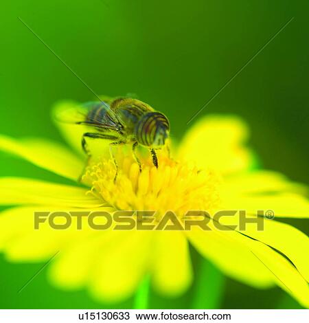 Stock Image - blossom, yellow, flower, bee, daisy, Chrysanthemum, insect. Fotosearch