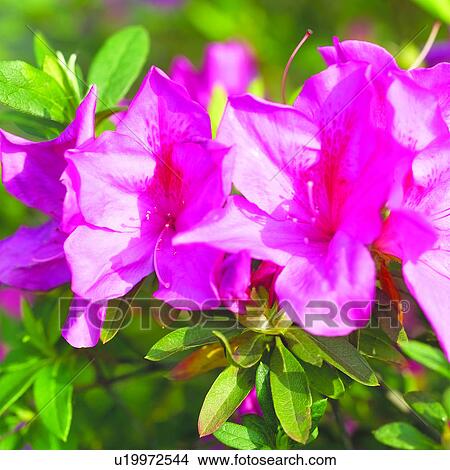 Picture - Blossoms, blossom, plant, flowers, flower, plants. Fotosearch