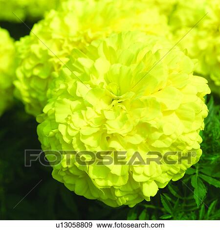 Blossoms, blossom, plant, flowers, plants, flower View Large Photo Image Stock Photo - Blossoms, blossom, plant, flowers, plants, flower. Fotosearch