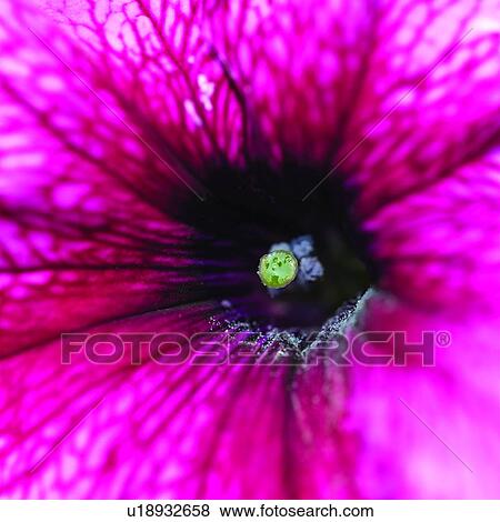Blossoms, blossom, plants, flowers, flower, plant View Large Photo Image Stock Photo - Blossoms, blossom, plants, flowers, flower, plant. Fotosearch