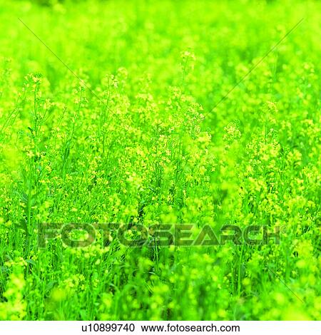 Stock Image - Blossoms, flowers, blossom, plant, plants, flower. Fotosearch