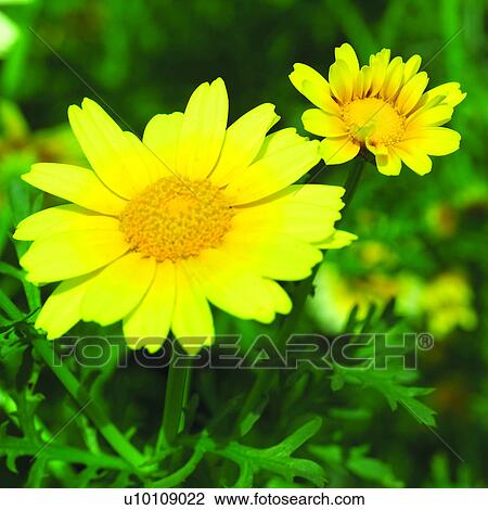 Stock Image - Blossoms, flowers, flower, plant, blossom, plants. Fotosearch