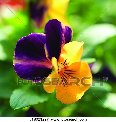 Stock Photo - Blossoms, flowers, pansy, Tricolor Viola, flower, pansies, blossom. Fotosearch